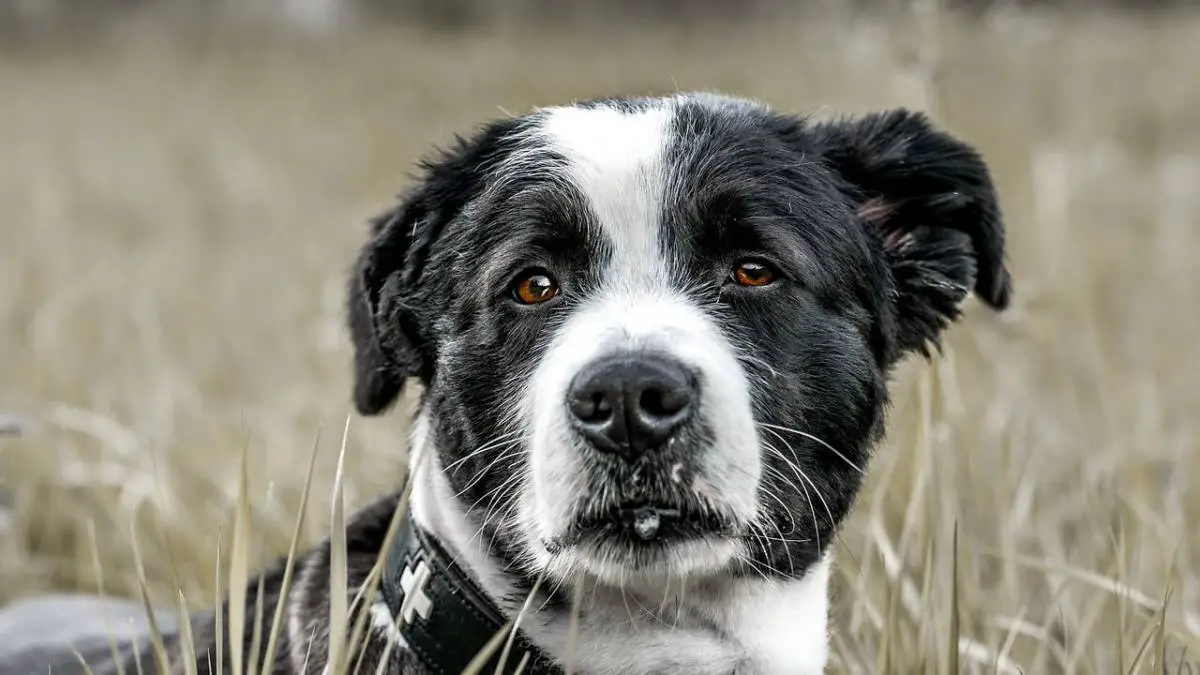 7 Tips for Living With a Deaf Dog