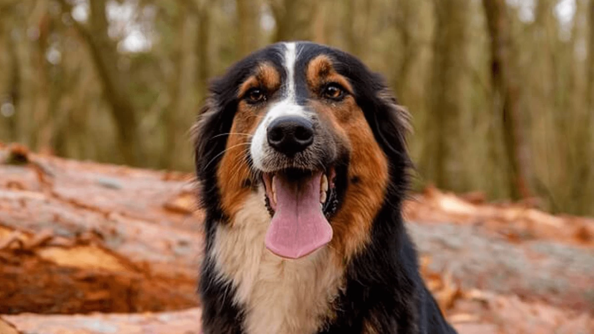 Seborrhea in Dogs: Causes, Symptoms & Treatment