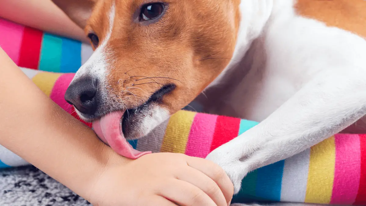 Most Common Reasons Why Does Dogs Lick Your Hands
