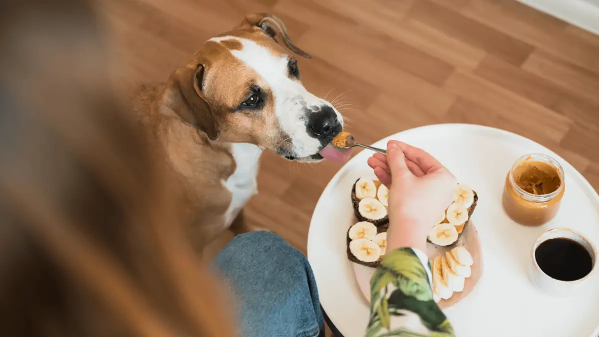 puedes darle mantequilla de maní a tu perro