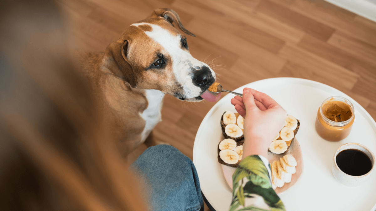 está bien la mantequilla de maní jif para perros