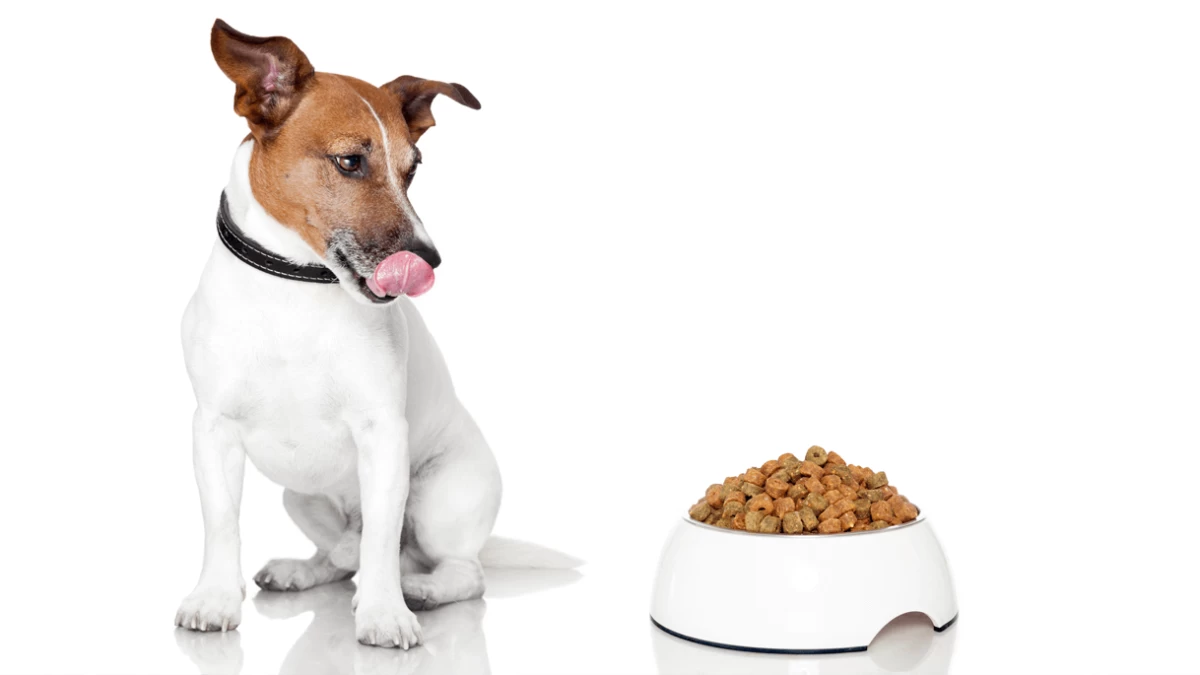 Low Sodium Dog Food [2023 Review]