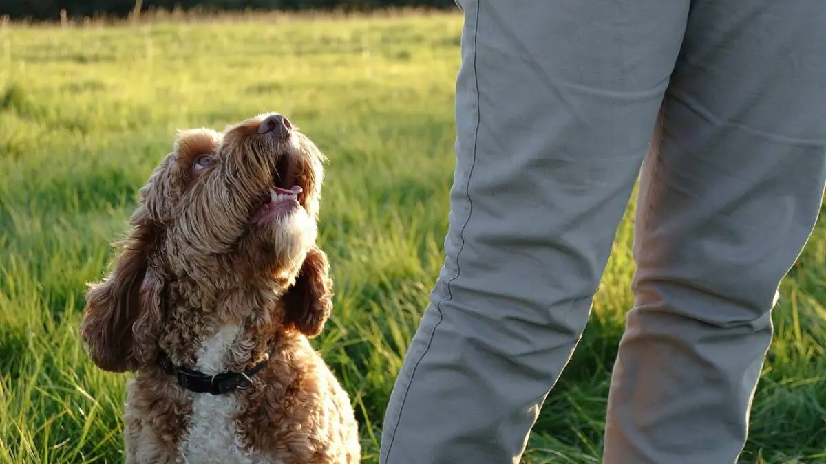 New Research: Scientists Learned How Much An Average Dog Understands