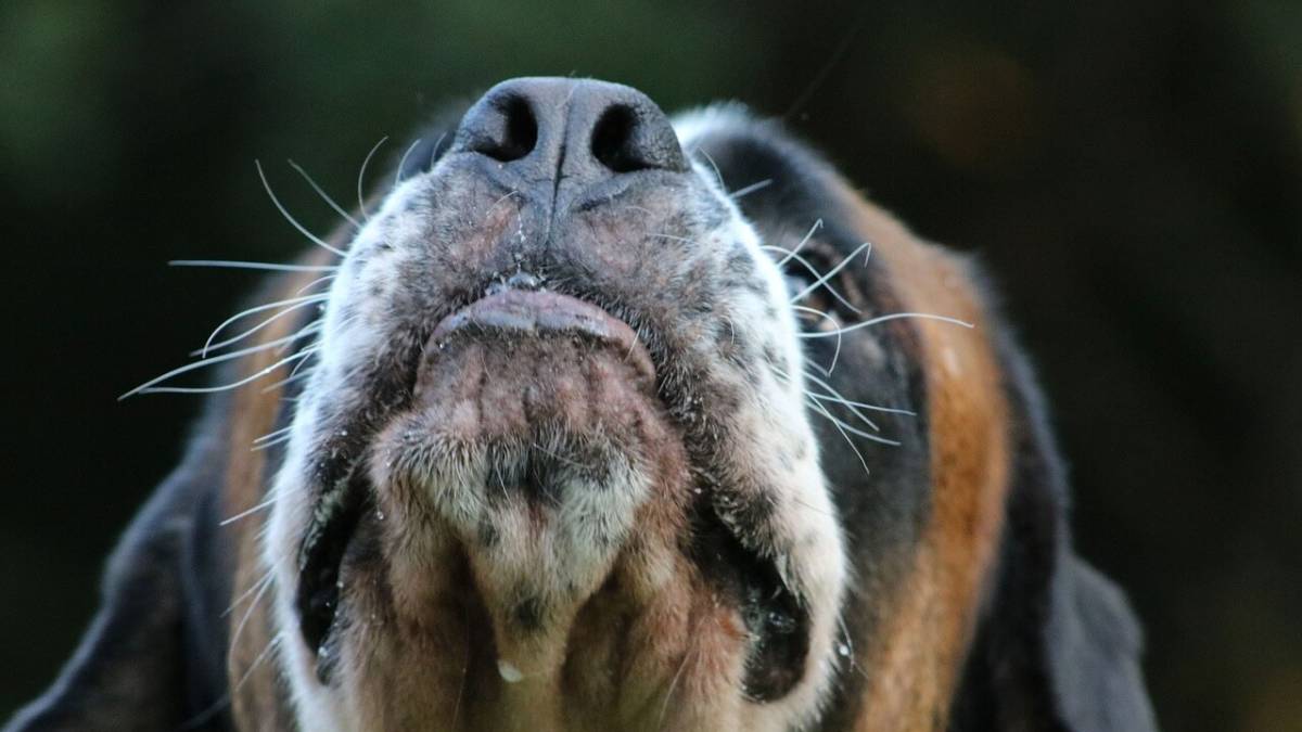 está bien recortar los bigotes de un perro