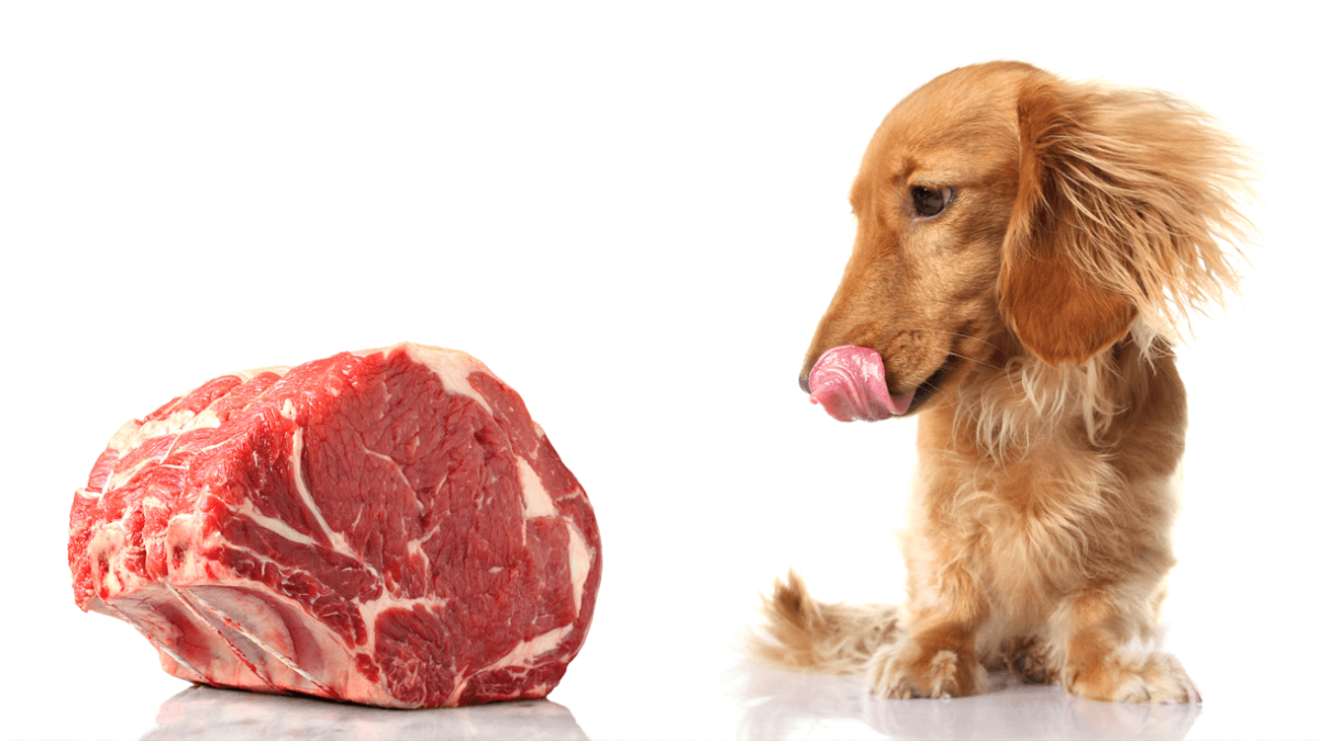 Can dogs clearance eat raw sausages