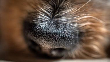 how do i know if my dog has nasal mites