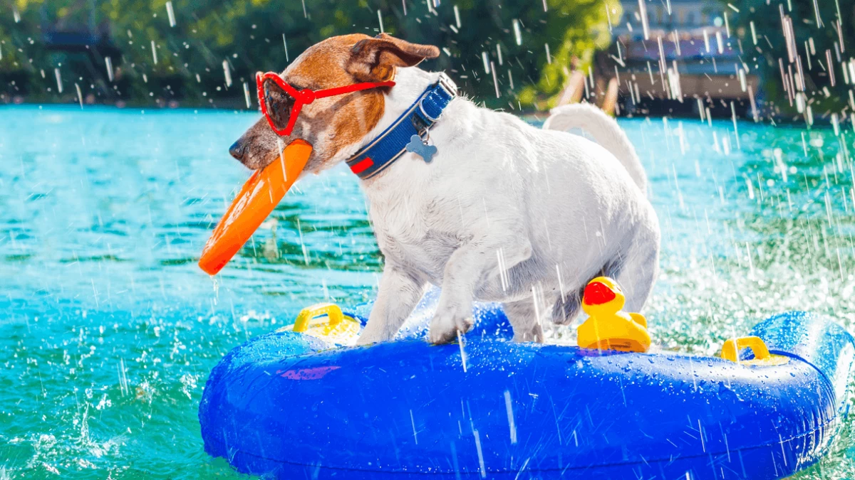 Best Dog Pool Floats for Summer