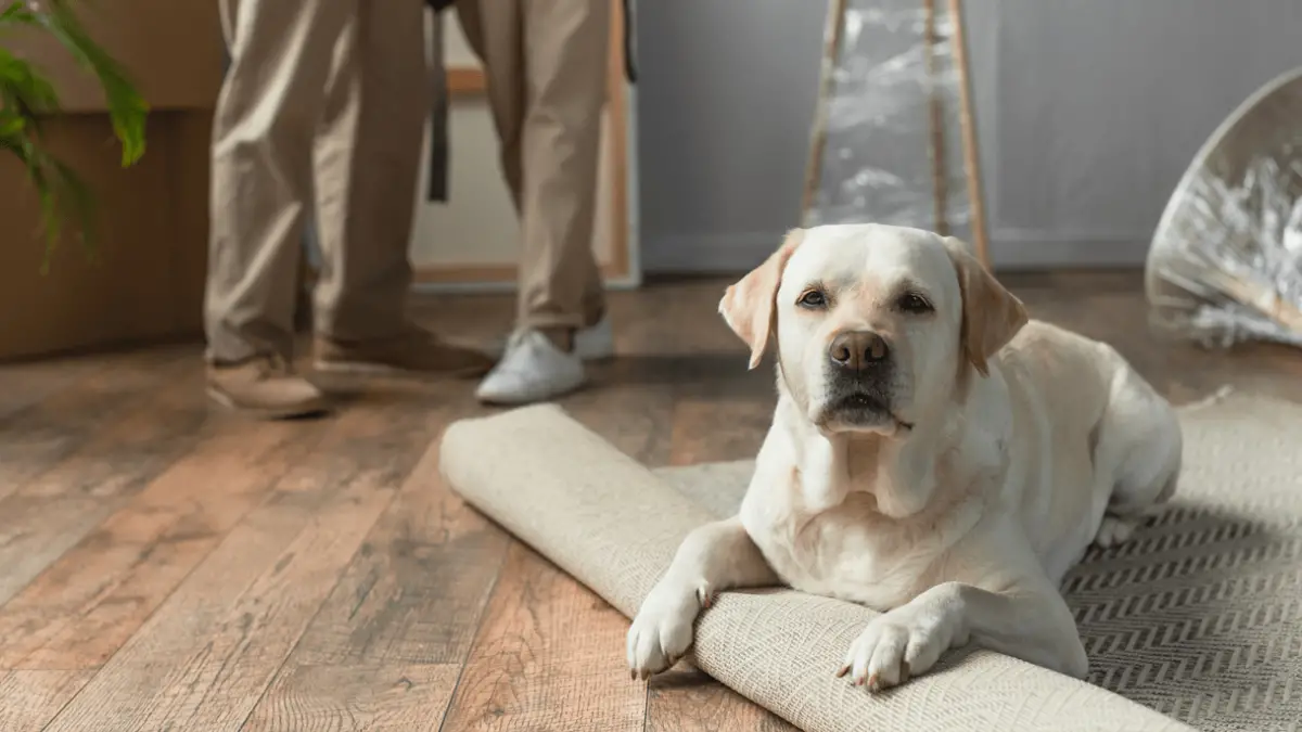 7 razloga zašto bi vaš pas mogao grebati tepih