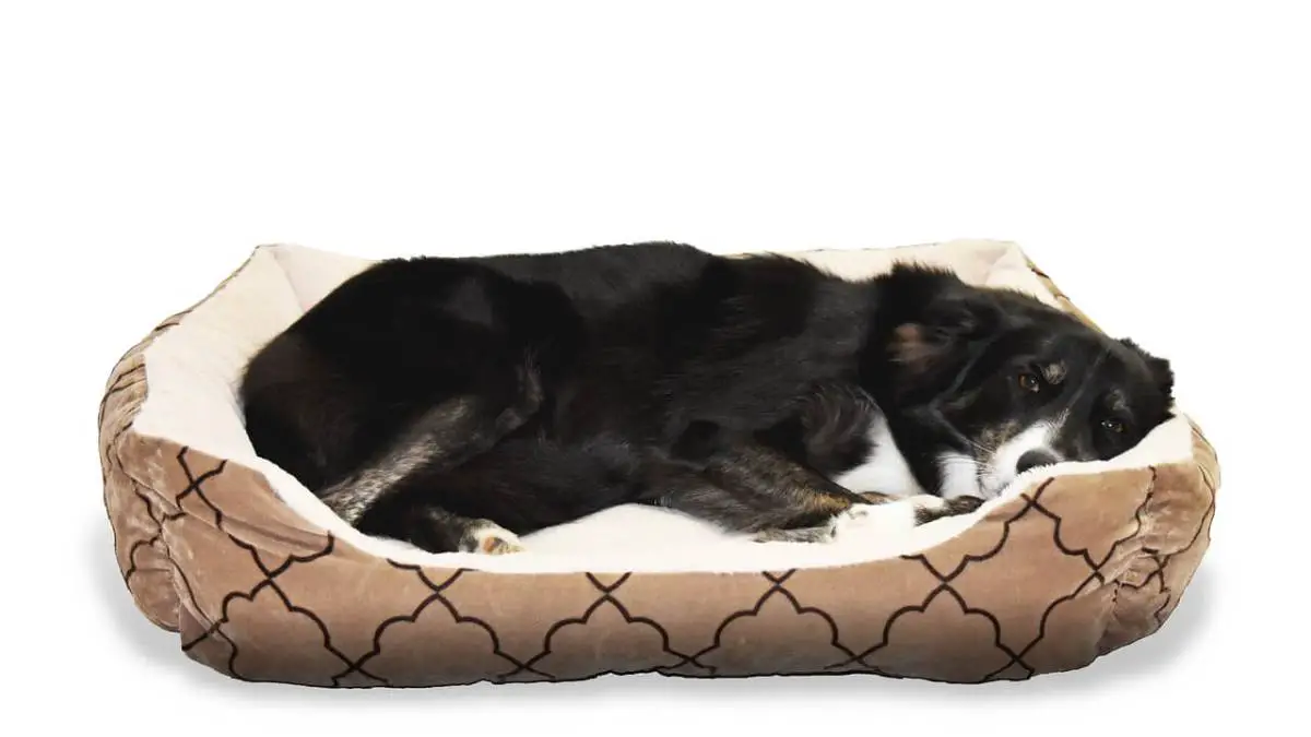 Best Heated Dog Beds in 2023