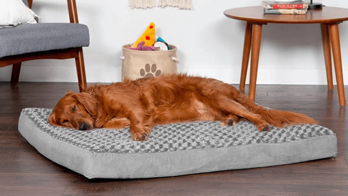 5 Best Orthopedic Dog Beds [Owners Choice]