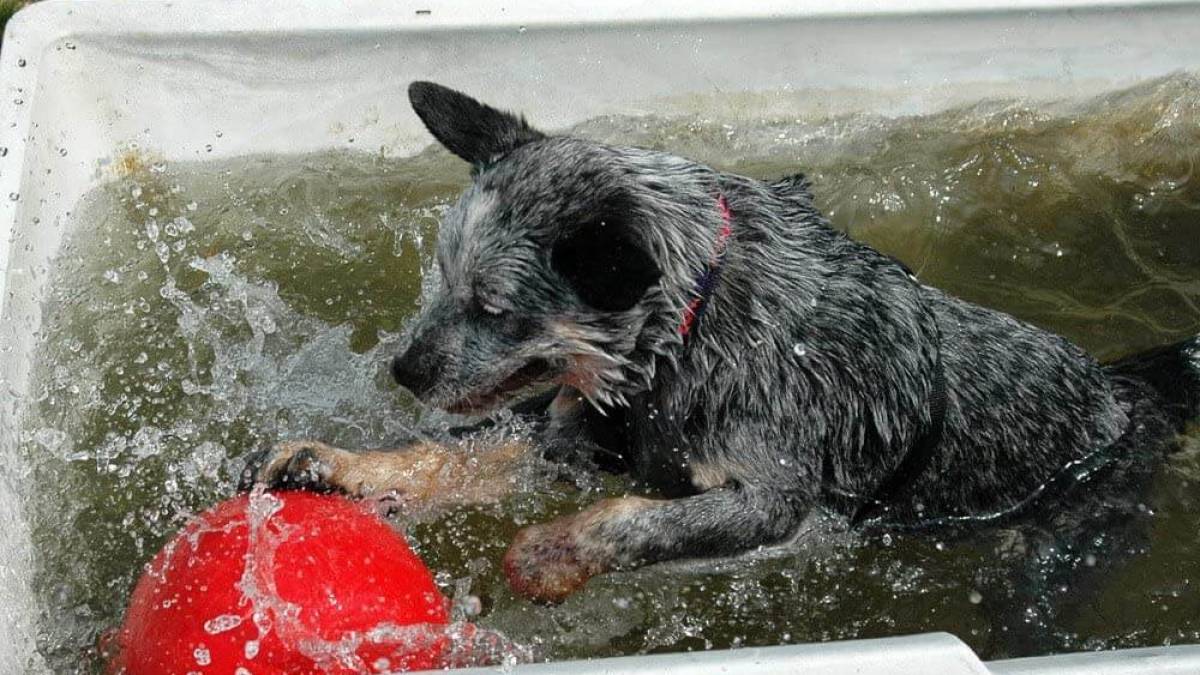https://worlddogfinder.com/imager/1200x675/upload/articles/dog_playing_with_a_herding_ball.jpg?ezimgfmt=ngcb29/notWebP