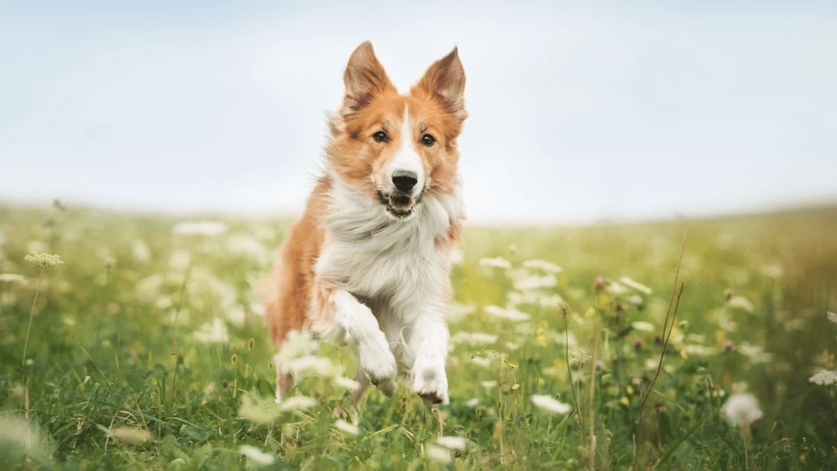 ¿Es Claritin seguro para los perros?