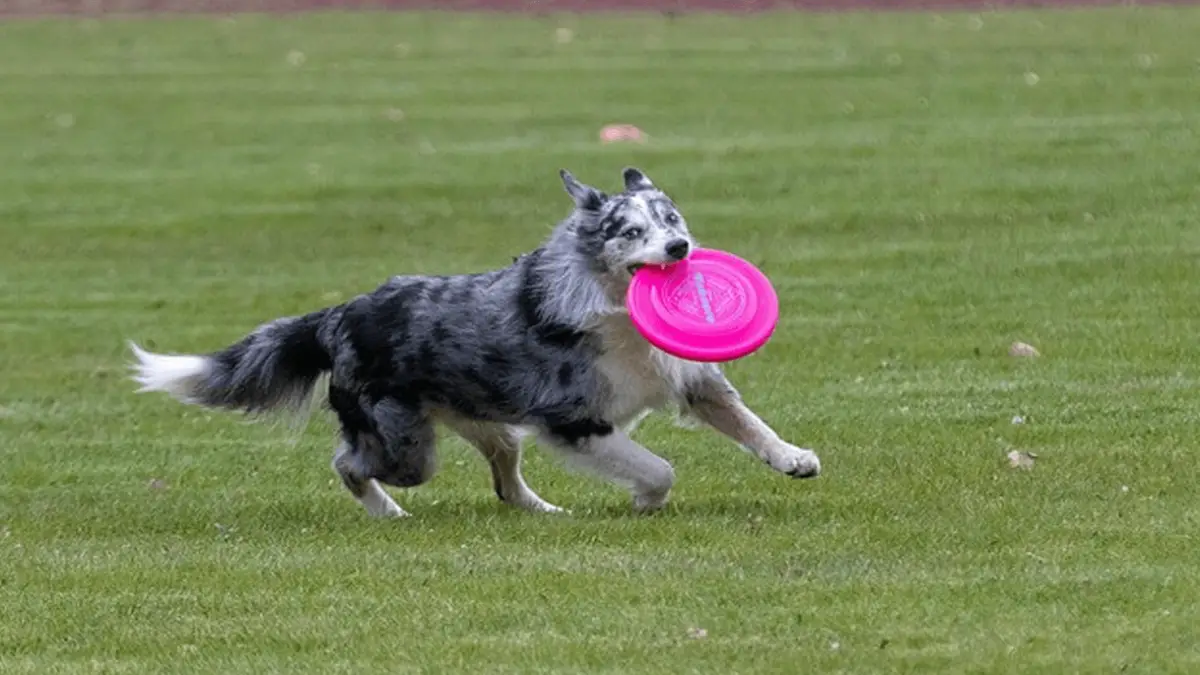 Dog Frisbee - What You Should Know Before Purchase