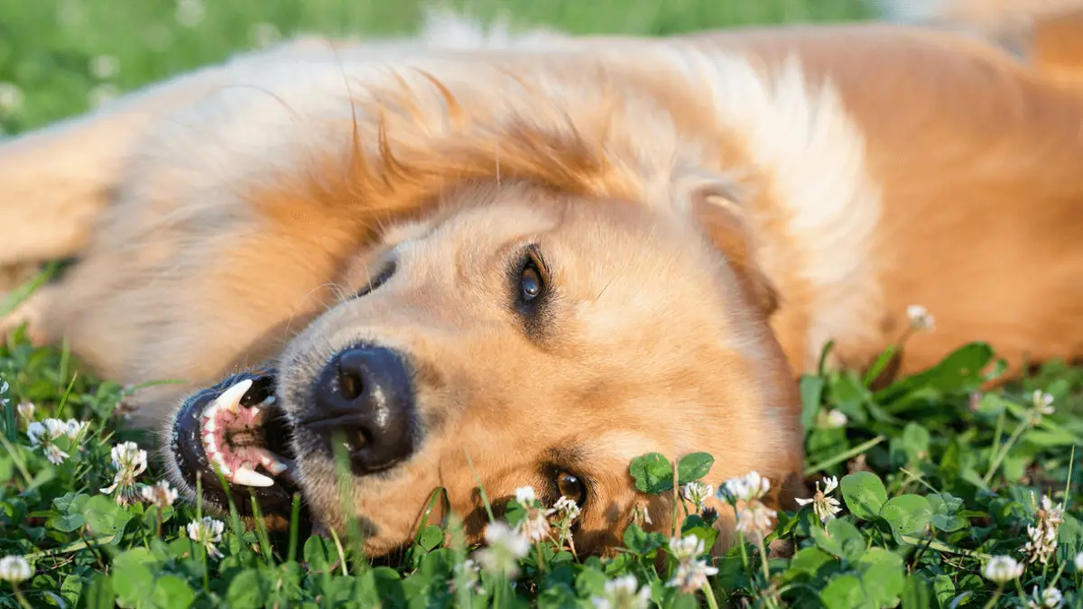 Here is How To Keep Your Dog Healthy and Happy