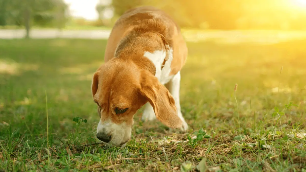7 Reasons Why Dogs Sniff Everything