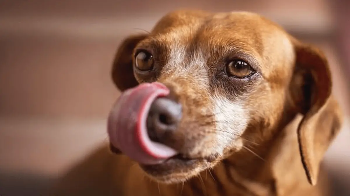 Why Is My Dog Licking Other Dog's Pee? Is it Dangerous?