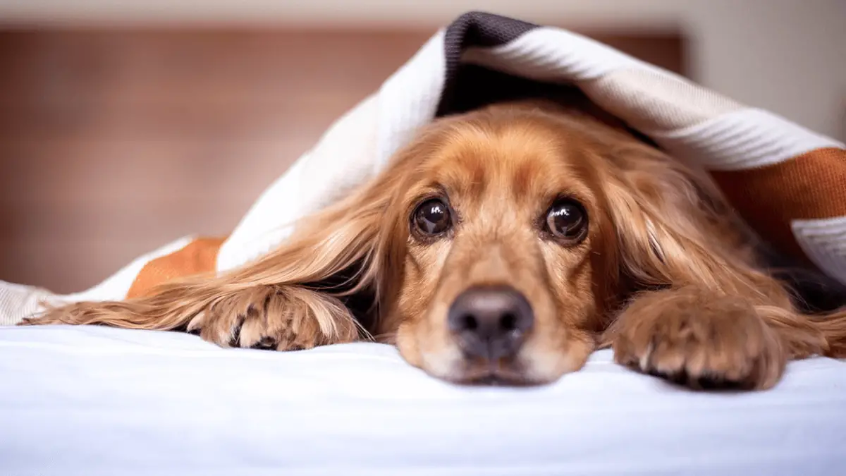 Should You Use Salmon Oil For Dogs?