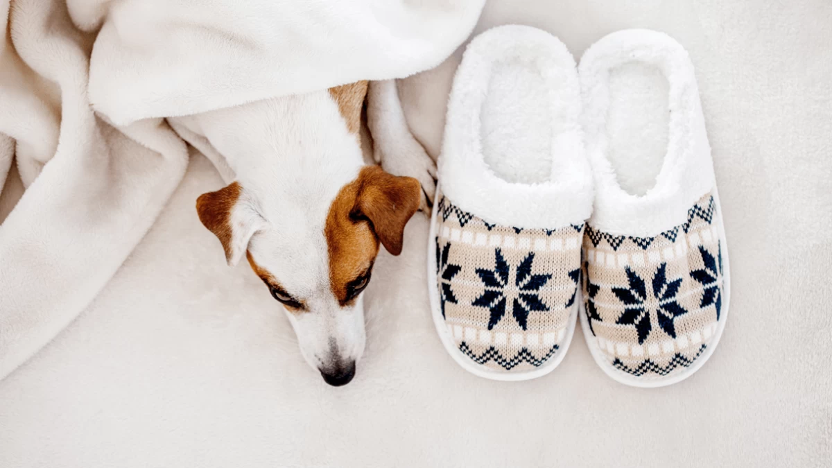Best Dog Heating Pads in 2023