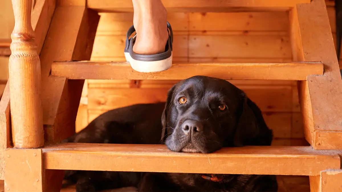Dog Stairs for Bed - Buyers Guide for 2023