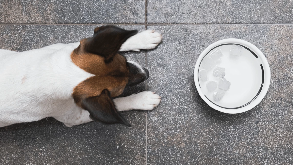 Can Dogs Eat Ice? Is It Safe For Them?