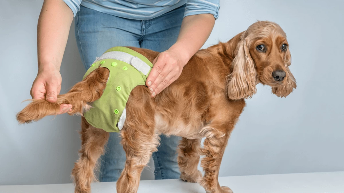 How to Choose the Best Dog Diaper?