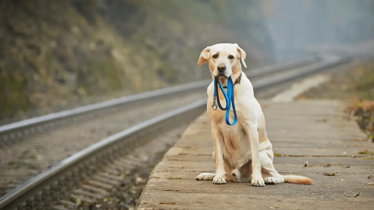 What Do You Do if an Off-leash Dog Approaches You While You are Walking a Dog?