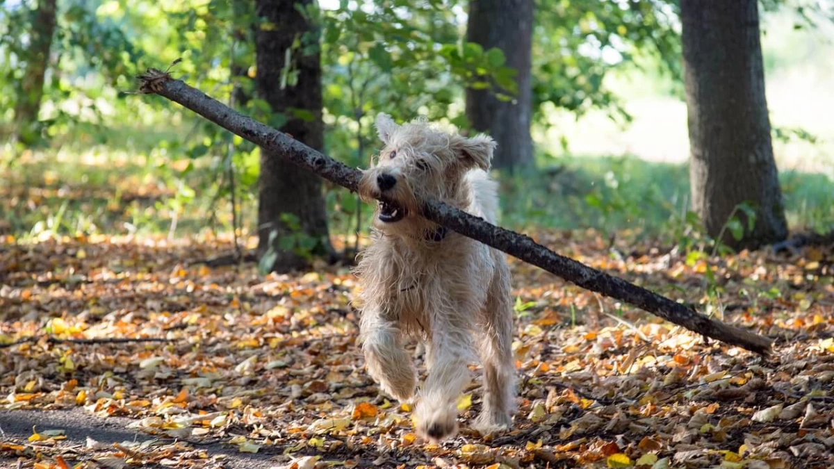 Should You Allow Your Dog To Play & Chew on Sticks?