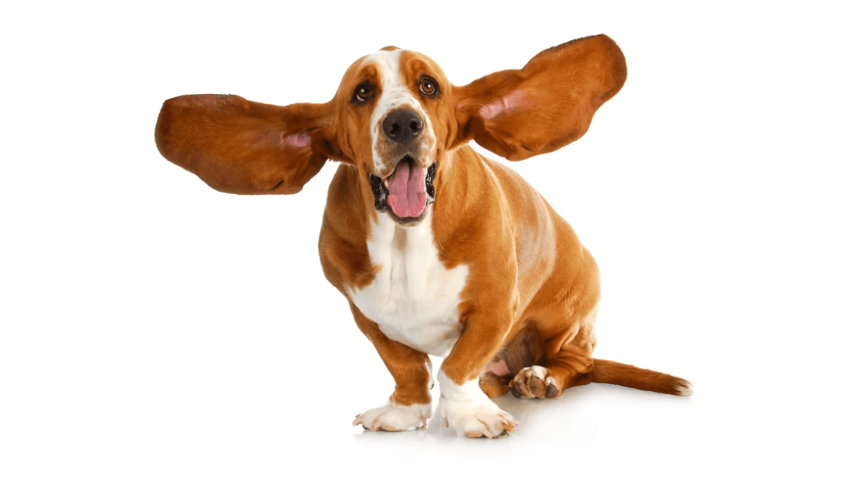 Are Homemade Ear Cleaners Safe for Dogs?