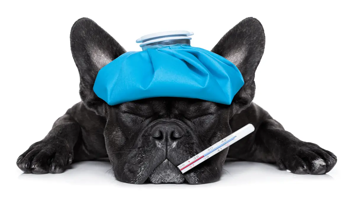 Dog Flu - Symptoms, Treatment & Prevention