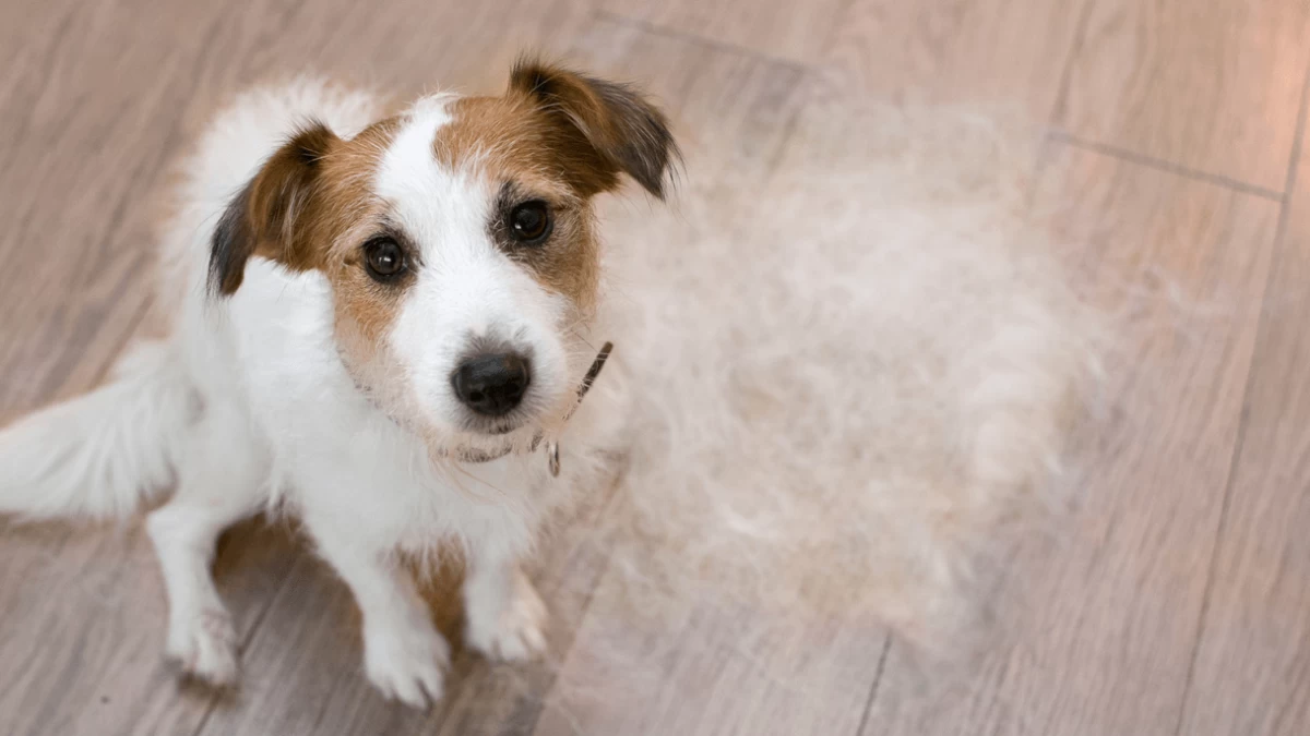 Is Your Dog Losing Hair? Here Are Some Common Causes