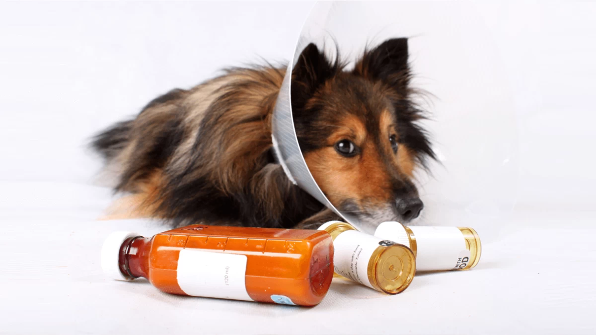 Clavamox for Dogs - Dosage & Side Effects