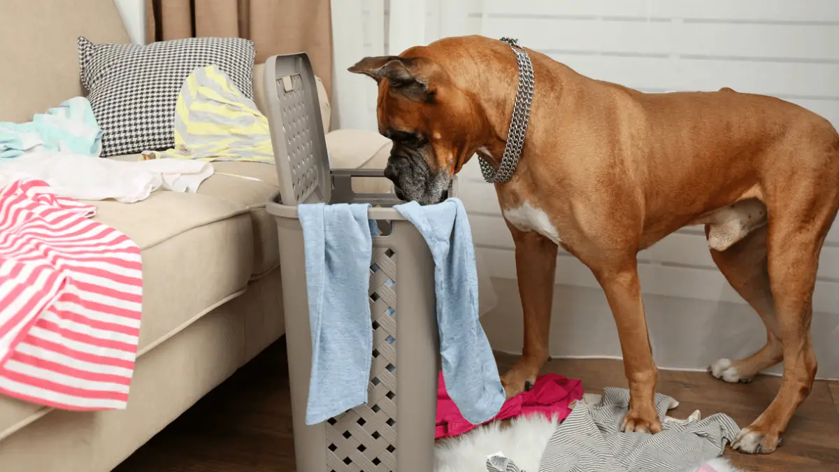 Main 8 Reasons Why Does My Dog Eat My Underwear How To Stop It World Dog Finder