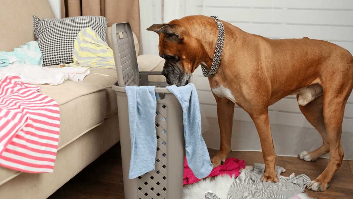 Main 8 Reasons Why Does My Dog Eat My Underwear How To Stop It