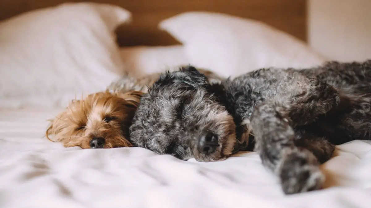 The 7 Dangers of Letting Your Dog Sleep in Your Bed