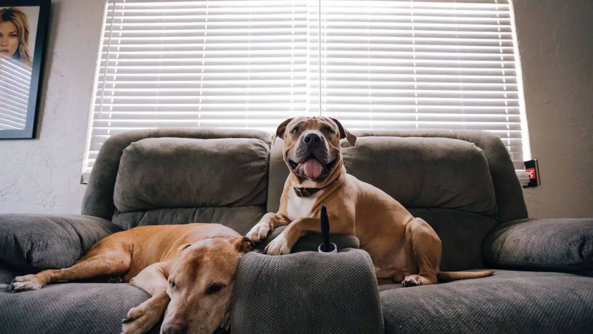 Working Alone At Home? 6 Amazing Dog Breeds To Give You Company