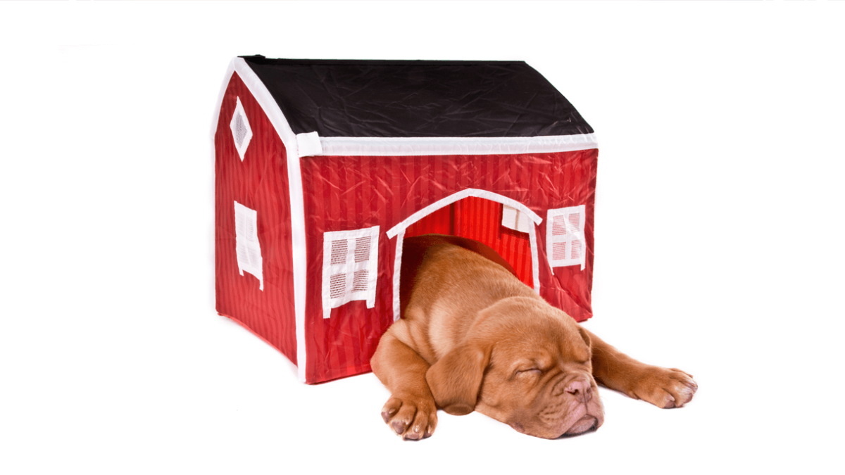 Best igloo hot sale dog house