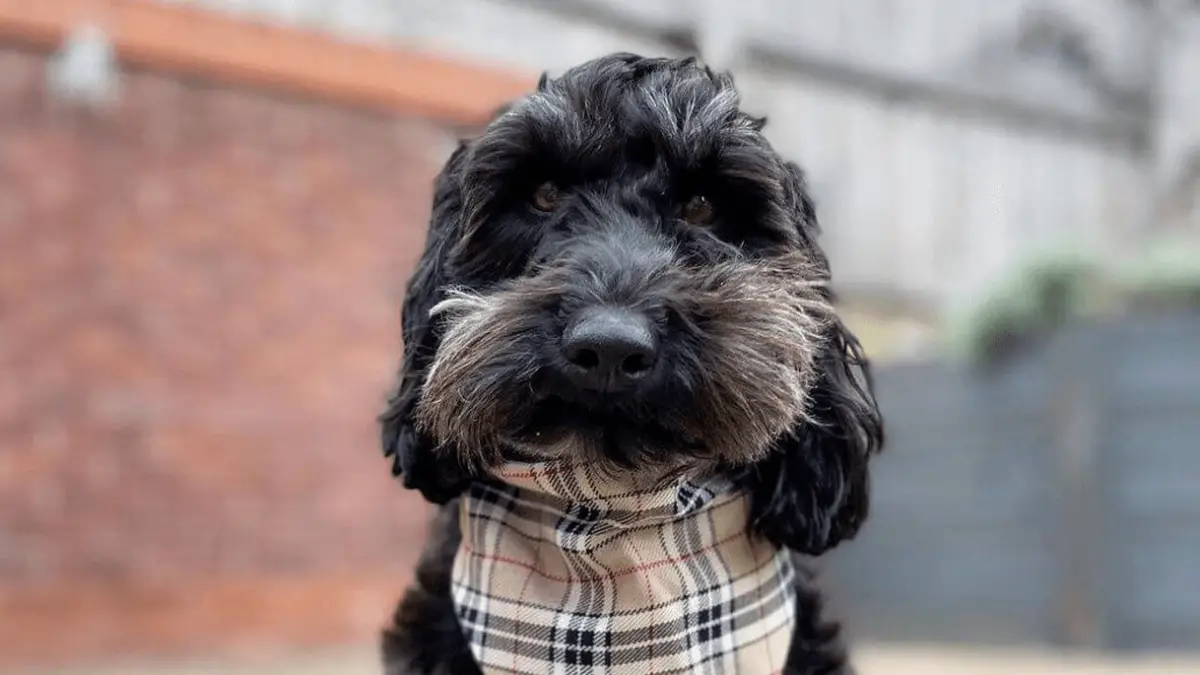 Doxiepoo Dog Breed - Full Profile