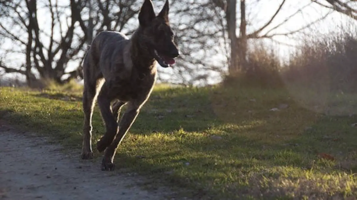 Dutch Shepherd -  ultimate working dog breed