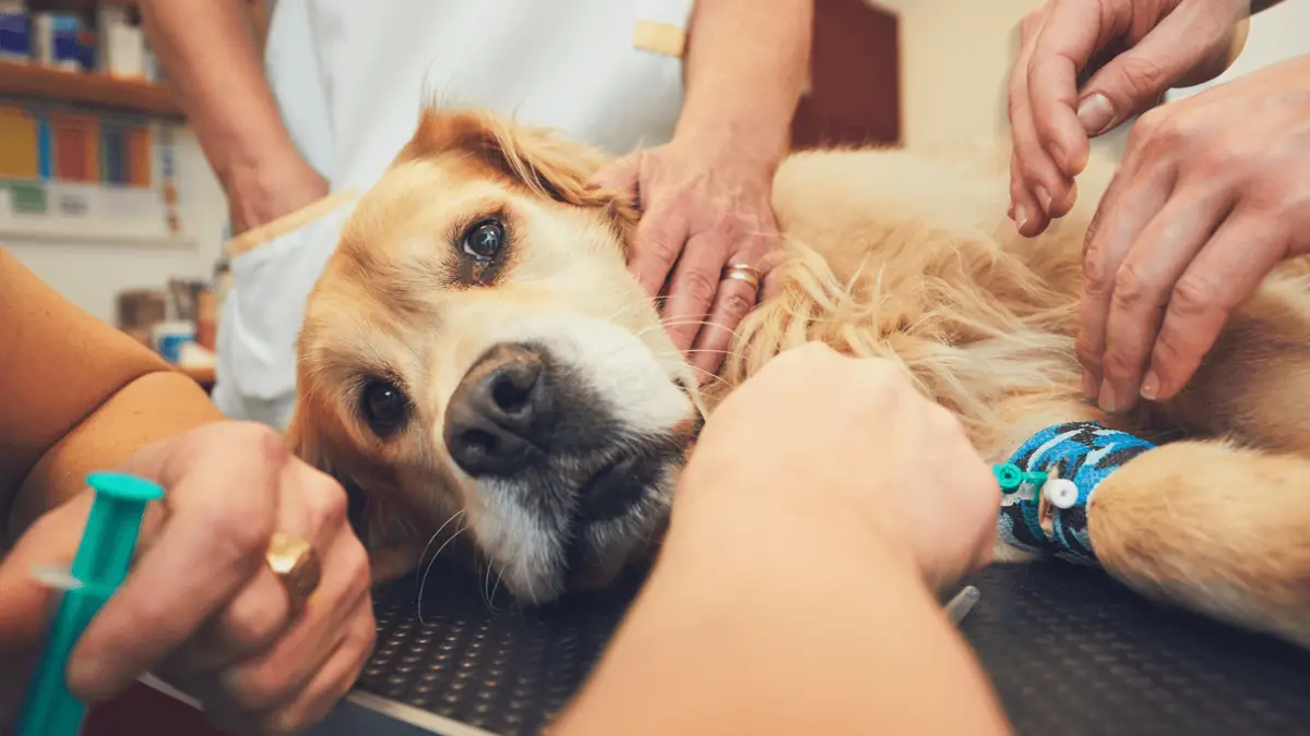 7 Most Common Signs Your Dog is Dying