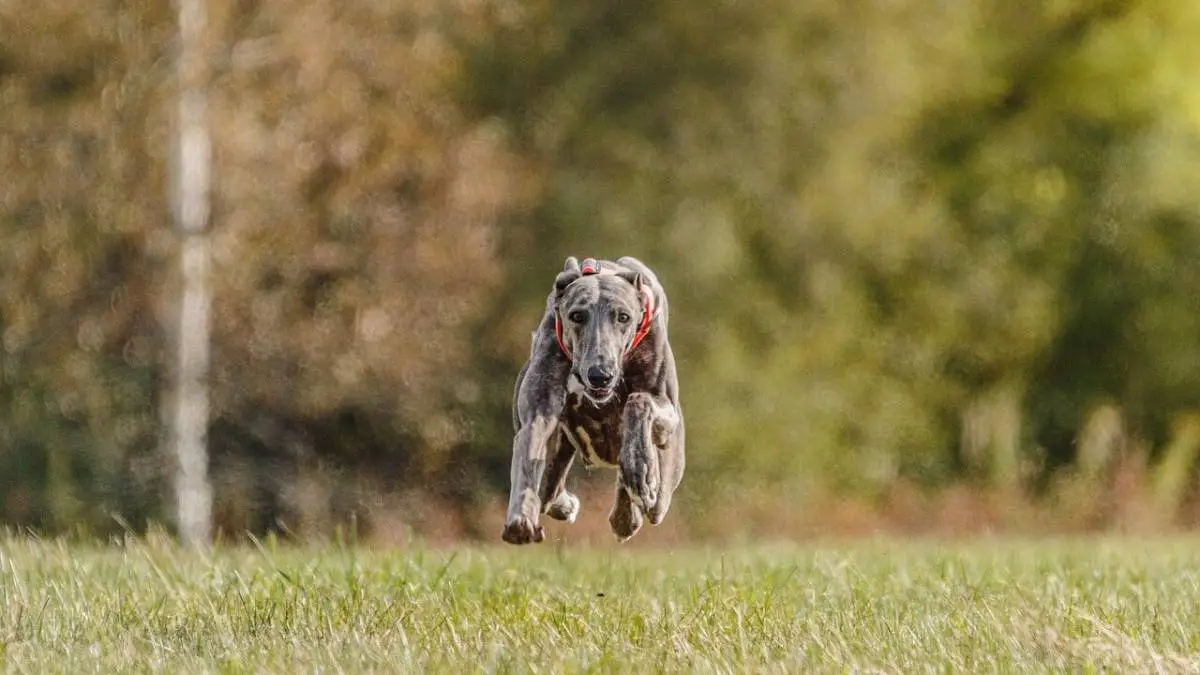 Top 10 Fastest Dog Breeds In The World