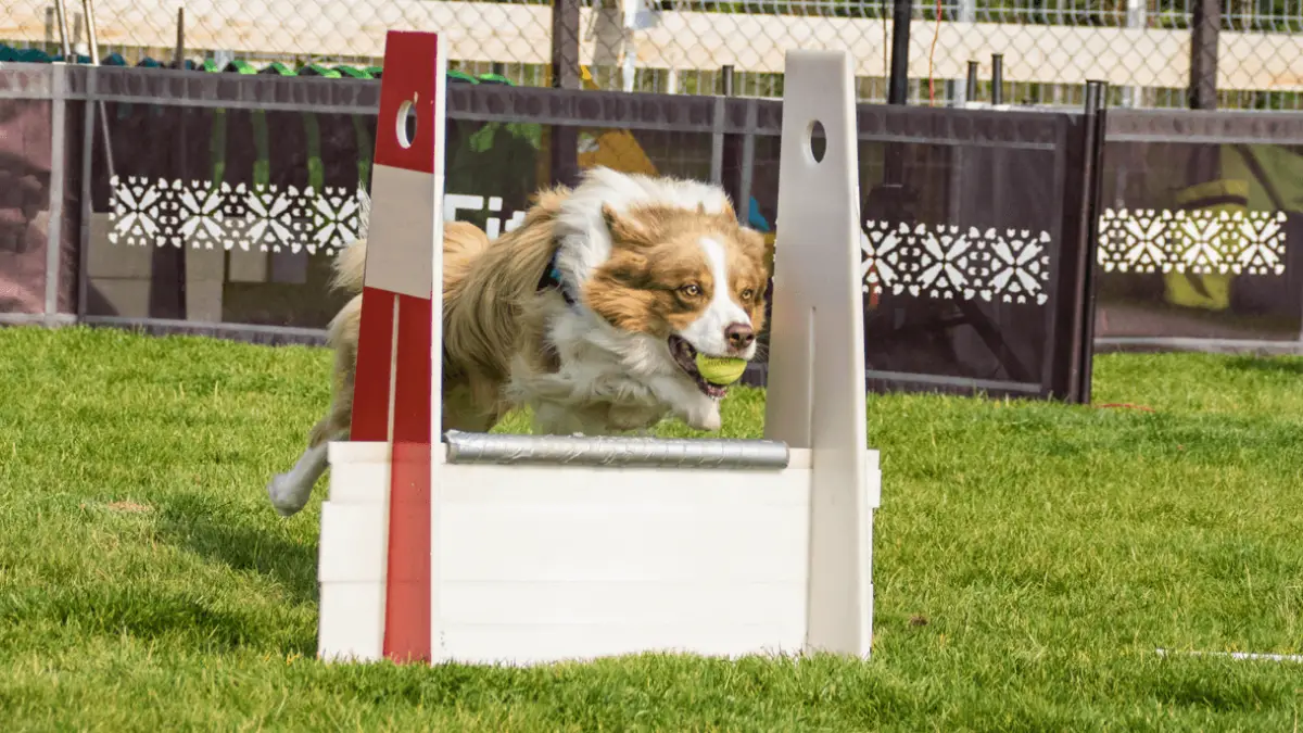 Flyball - What is it & How to Participate