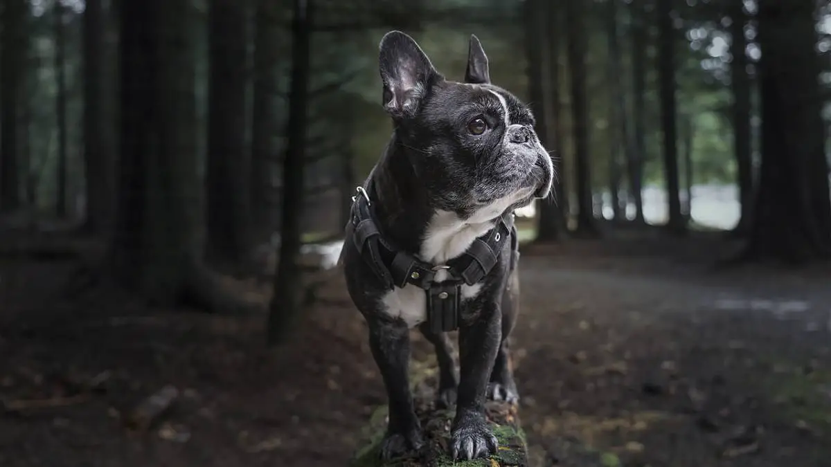 15 French Bulldog Tips from Owners