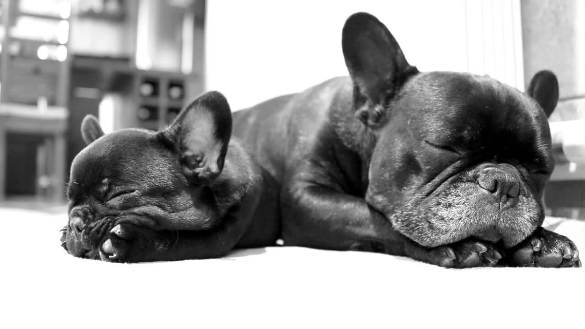 First Deliberate Breeding of the Hairless French Bulldogs in The UK