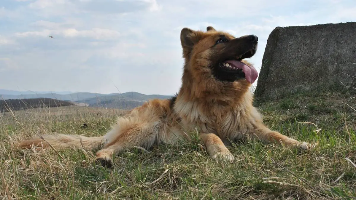 7 Reasons Why Your Dog Could Start Wheezing