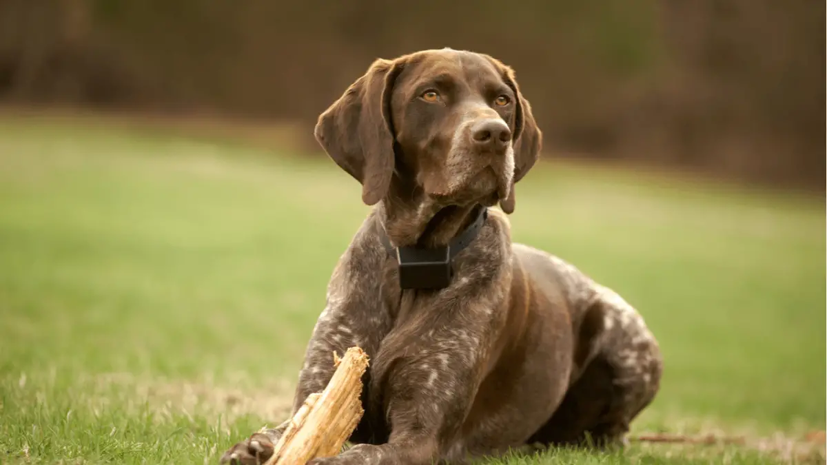 German Shorthaired Pointer- What You Don't Know