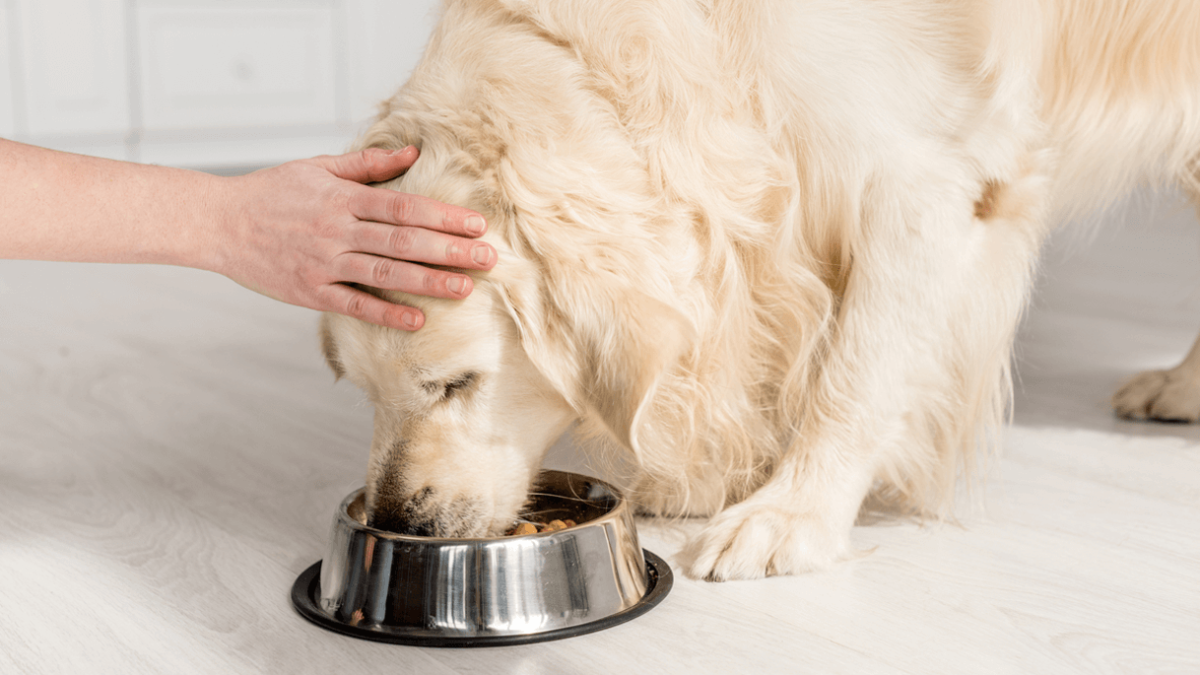 debo alimentar a mi perro con comida de raza grande