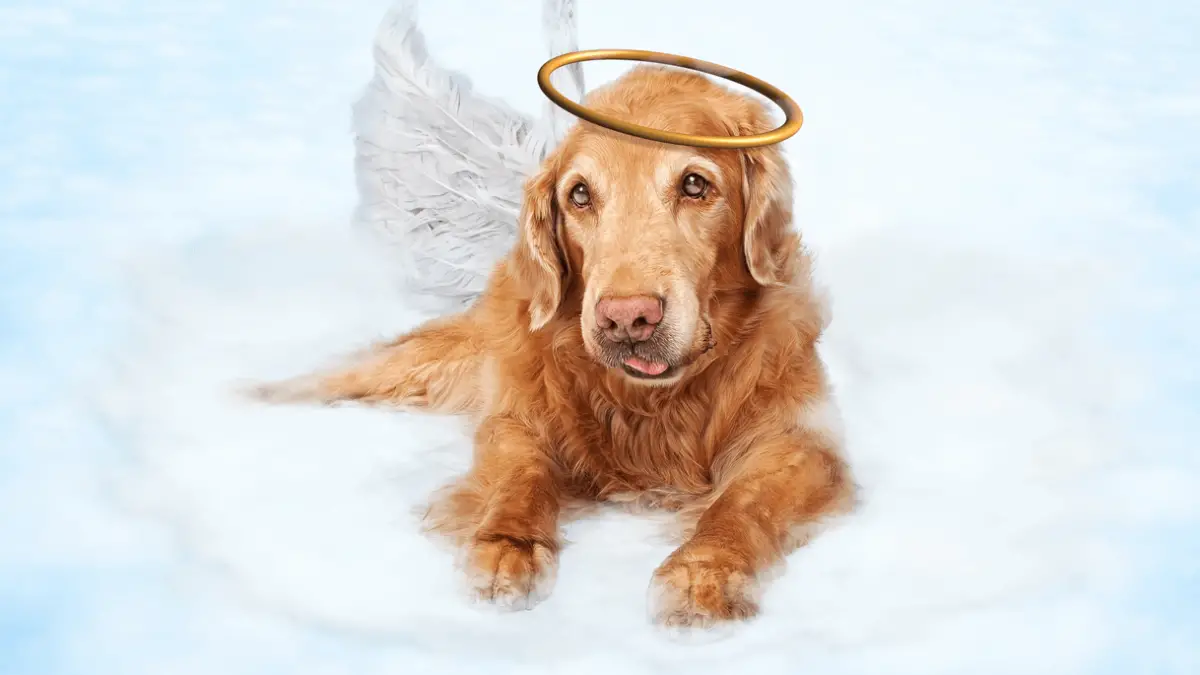 Do Dogs go to Heaven?