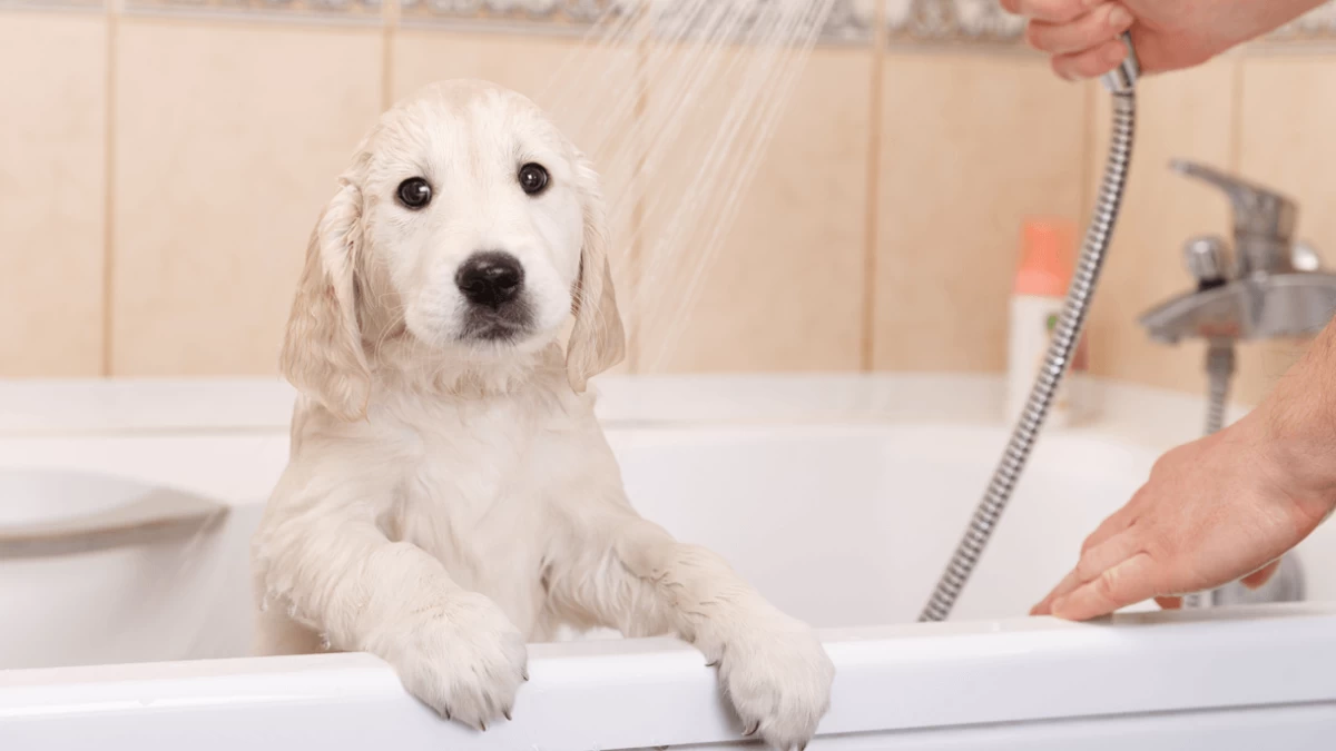 Best Puppy Shampoos in 2023