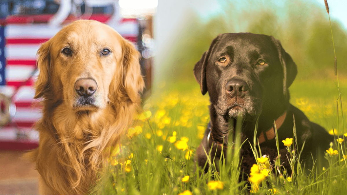 cual es la diferencia entre un labrador ingles y un americano