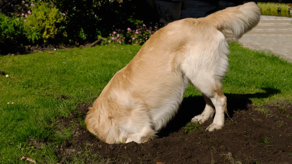 6 savjeta kako spriječiti psa da kopa dvorište